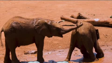 Baby elephant playing in the mud ☺️☺️