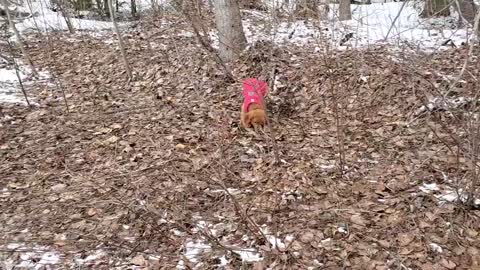 Golden Retriever Puppy in the Snow with her Big Brother | Funny Zoomies 2021