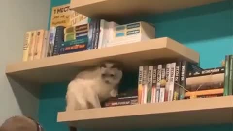 This cat looks happy when he play woth books