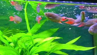 Paradies Goldfish angelfish guppy