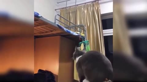 What a horrible leap from this crazy cat.