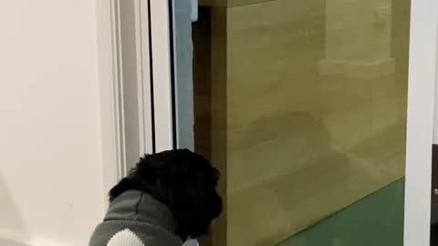 Dog asking for help to open the sliding door