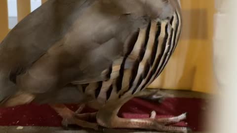 Chukar bird