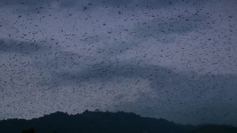 Falcon migrate in search of prey