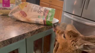 Fawn Snacks on Chips With Canine Friends