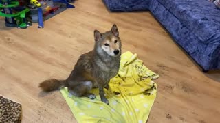 Muddy Shiba Inu knows it's time for a bath