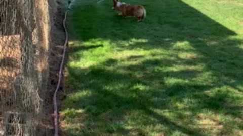 Baby Loki Meets the Sprinkler