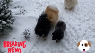 Dog's played in the snow /funny playful dogs