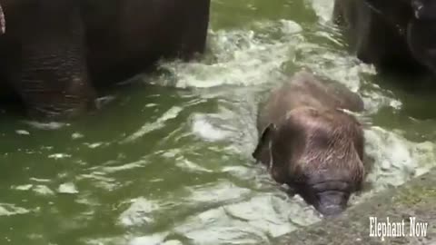 The Elephant is Trying To Dive Next To His Father And Mother