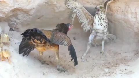 Hen Vs Eagle Competition |Hen try to save her chicks life from Great Eagle.