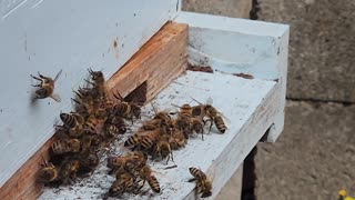 Bees fight off yellow jackets