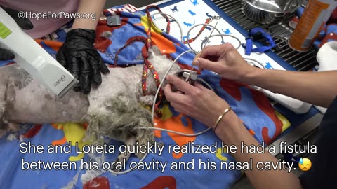 Amazing Transformation -- Heartbreaking_ abandoned dog lived on a bridge above a busy freeway!