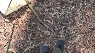 Extremely Venomous Eastern Brown Snake Released