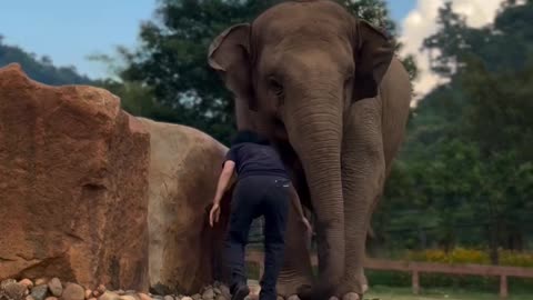 "Gentle Giants: An Elephant's Graceful Symphony"