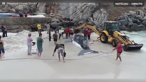 Drone mostra resgate de baleia-jubarte encalhada em praia no Brasil