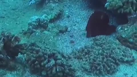 Sea ghost Octopus