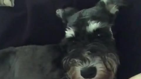 Mini Schnauzer is in the Bad Mood