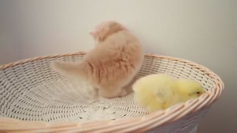 Kittens walk with a tiny chicken 🐈🐥