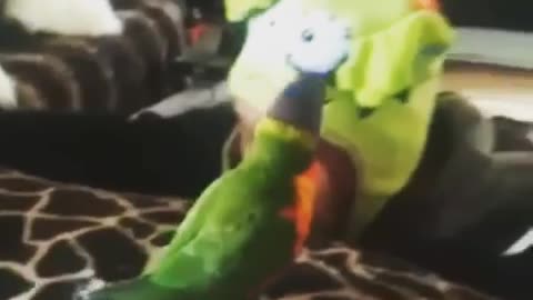 Bird imitating silly hat