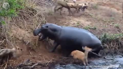 Hippopotamus kills and eats big crocodile, Wild Animals