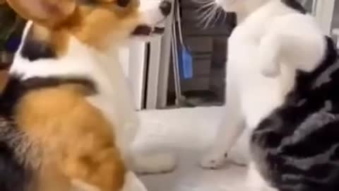 Funny cat Playing with the Dog