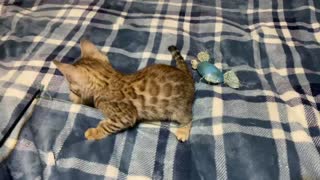 Baby Lennox Bengal Kitten