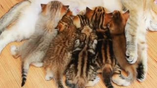 Mum Feeding her Kittens