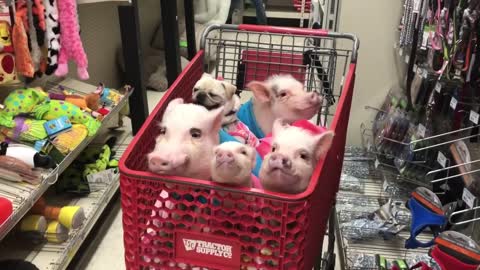 Four Piggies And A Pug Go Grocery Shopping With Owner