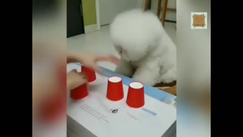 smartest puppy talented dog cute dogs