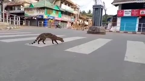 A Rear Animal Cross The Road , Very Dangerous😦😦😦