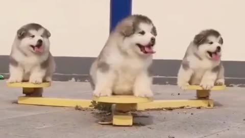 A dog playing on the seesaw.