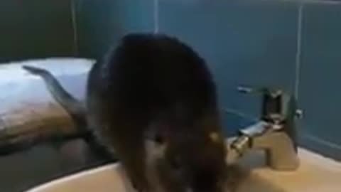 A huge size Rat drinks in a Bathroom Wash Basin