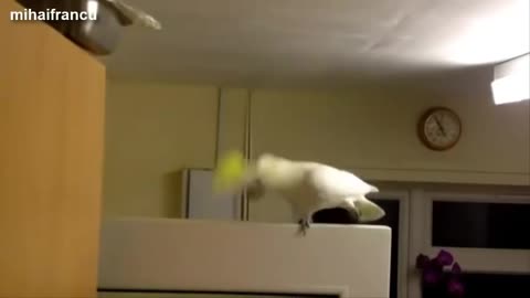 Funny Parrots Dancing | Funny Birds