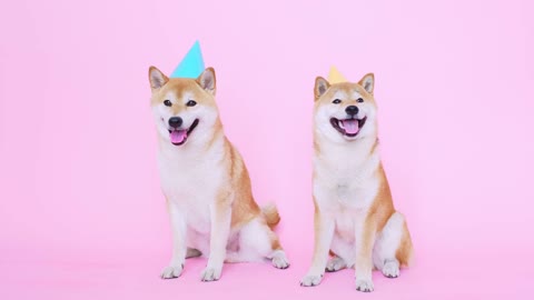 Happy birthday dogs!