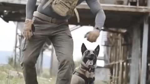Smart dog training video ।। Dog training Tricks ।। Dog training ।। Army dog training