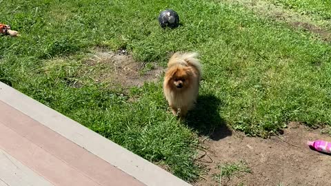 Pomeranian Taunts Owner