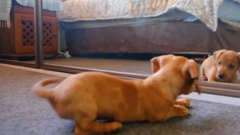 A Dog Fights With His Reflection In The Mirror