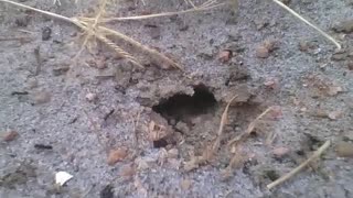 Small ant hole in the ground, they keep coming and going [Nature & Animals]