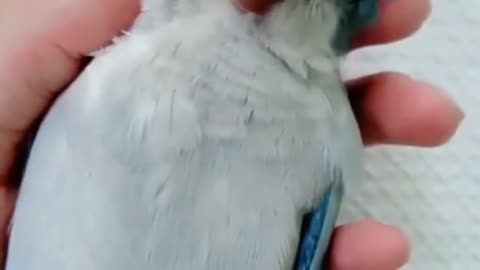 Parrot Enjoy The Massage