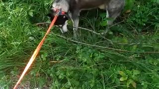 husky doesn't leave his favorite tree branch in forest
