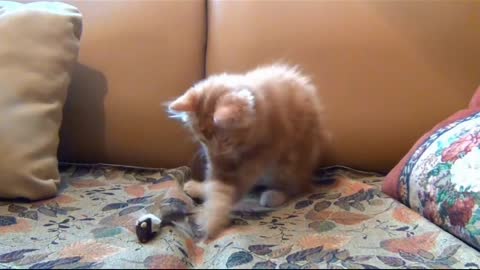 Funny and kittens cat videos..