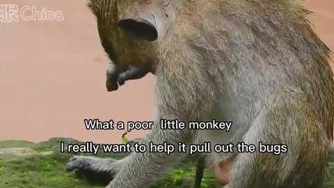 Poor little monkey