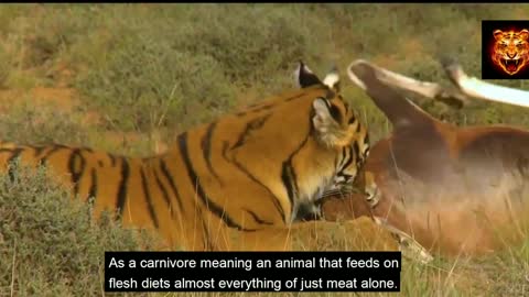 Tiger Attack in Safari Park || Sunderban :- Tiger Attack On Man || Tiger Attack on car and vehicle