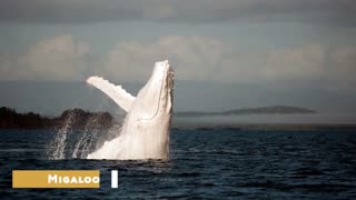 ***This Is What Biggest Whale In The World Can Do***