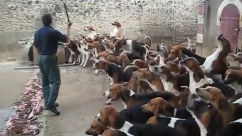 Crazy feeding frenzy with the hounds at Chateau Cheverny Part-1