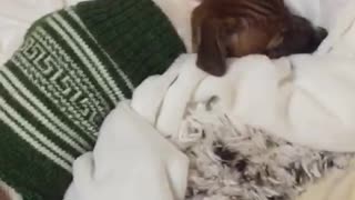 doggie doesn't want to go outside in a sweater