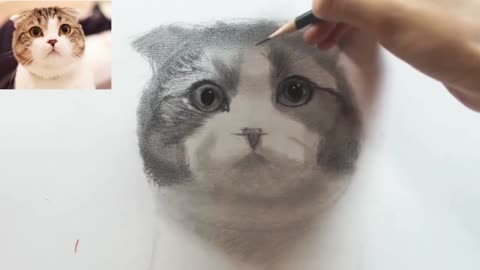 The detailed drawing process of sketching cats is easy to learn7