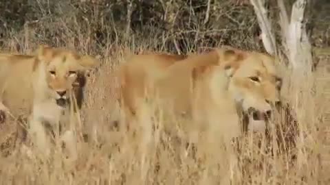 "Lions In Dry Grass" "Royalty Free Video Footage"