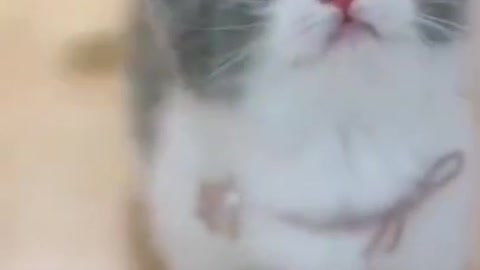 cute cat video #trustfalls#new video#cat video