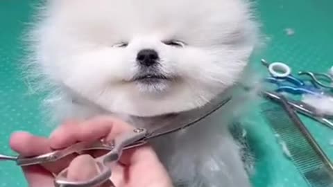 Cute dog 🐕 hair cut